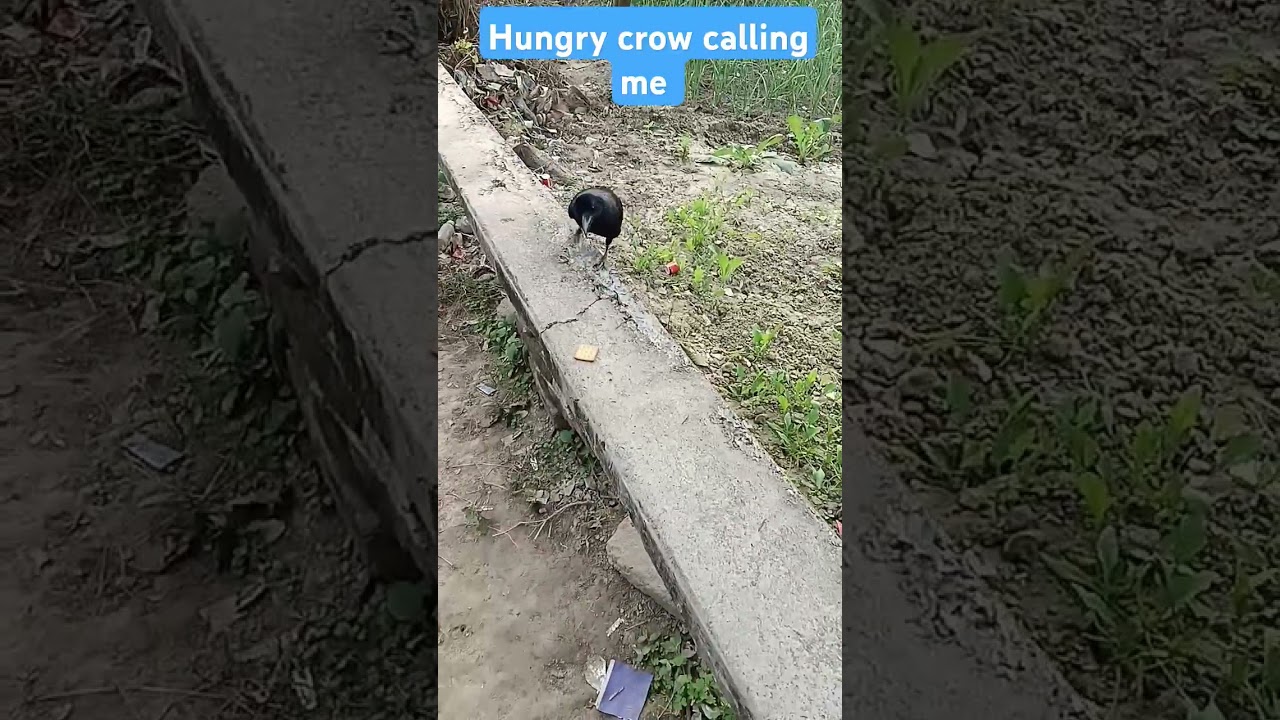 Hungry crow calling me