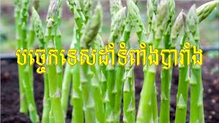 Garden asparagus Growing Technique របៀបដាំទំពាំងបារាំង