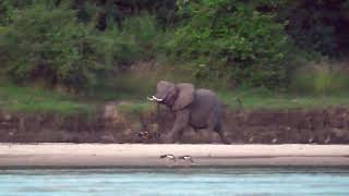 Angry Elephant chases Wild dog to protect baby   4K