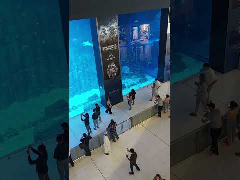 #Dubai #Mall #Aquarium & #Underwater #Zoo dekhane ka maja hi alag hai