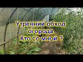 Мой огород и теплицы на 27 июня