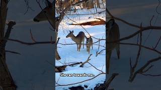 Deer Diary🦌She ran Toward me in the snow ❄️