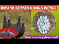 How To Hatch Guinea Fowl Kanga Eggs