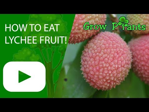 Come mangiare Lychee Fruit!