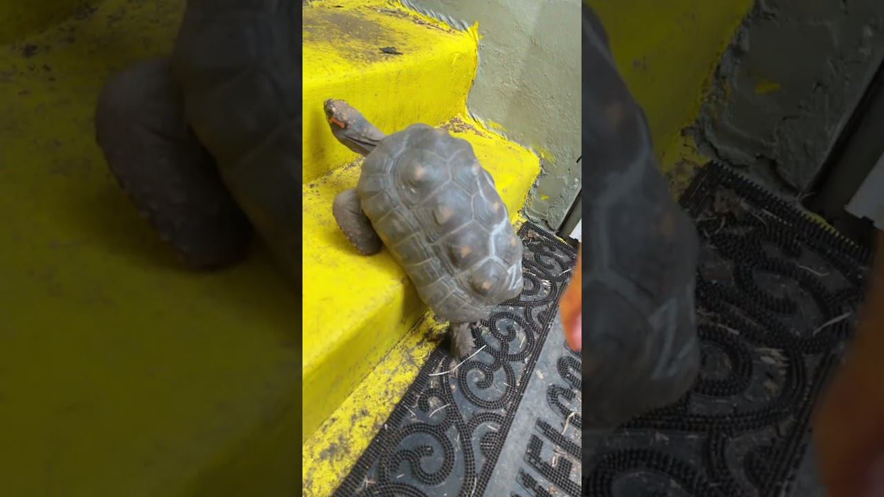 JUVIE the Incredible Wall Climbing Tortoise! 🐢👍🐢