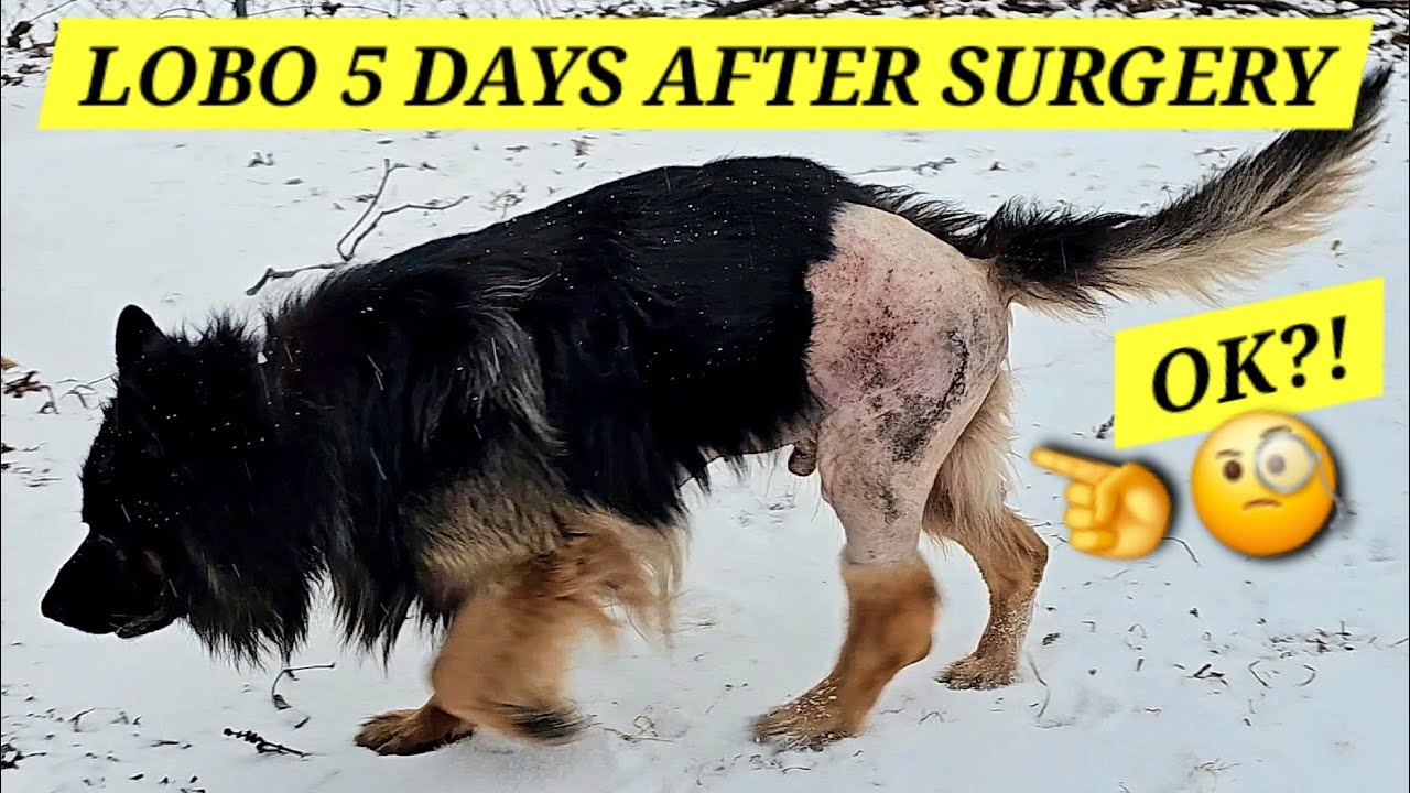 Lobo 5 Days After Cancer & Hip Surgery