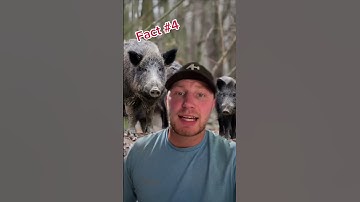 5 Facts About Feral Hogs You Didn’t Know 🐖