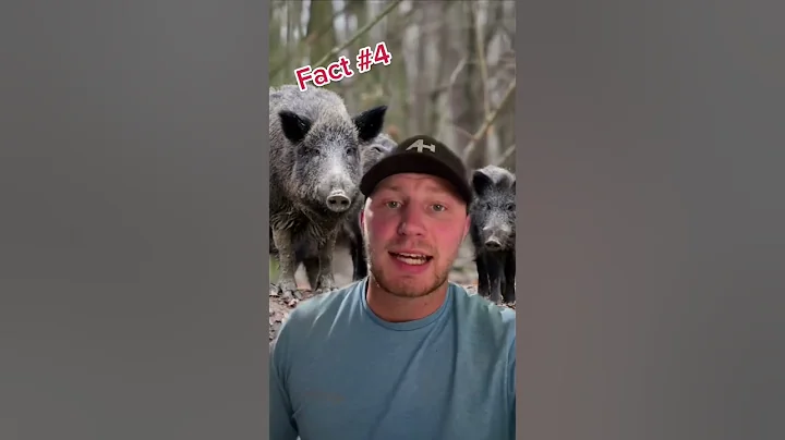 5 Facts About Feral Hogs You Didn’t Know 🐖