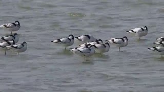 1041225布袋鹽田濕地反嘴鴴集體休息2