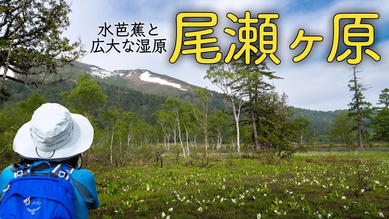 【尾瀬】水芭蕉と絶景の尾瀬ヶ原を一周ハイキング（鳩待峠→東電小屋→見晴→鳩待峠）【登山 初心者】