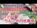 【くだもの栽培】コンパクトに育てる!ロマママ流りんごの円柱栽培やザクロや洋梨の剪定など、、 #果樹栽培 #プランター栽培