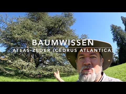 Atlas Cedar, a highly debated tree of the future - Tree Knowledge
