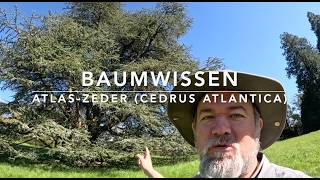 Atlaszeder, ein viel diskutierter Zukunftsbaum - Baumwissen