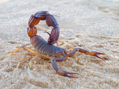 How To Prevent Scorpions