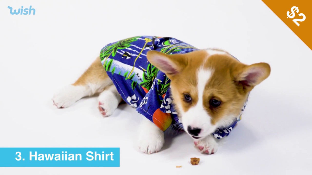 10 dog accessories that