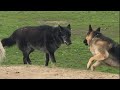 A huge wolfdog scares a german shepherd