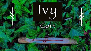 Ivy | Myth, Symbolism and Folklore of the Ivy (Gort) by Story Crow 3,124 views 3 months ago 20 minutes