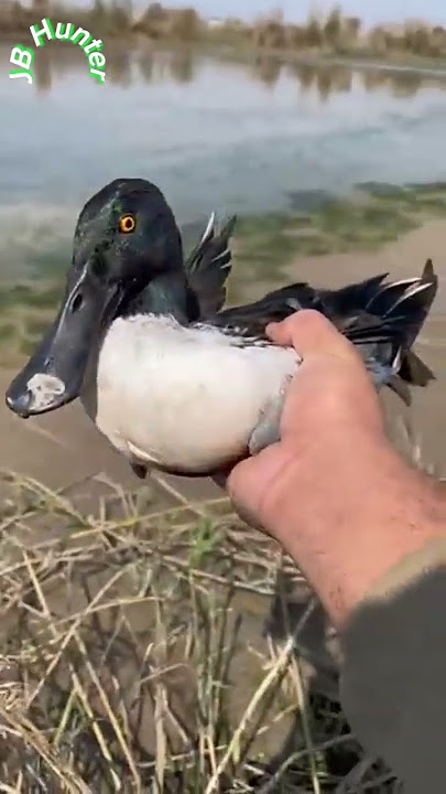 Northern Shoveler duck hunting #beauty #duck #duckcall #shoveler #spoon #birds #shorts #shortsfeed
