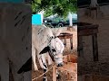 MashaAllah 🤍 #2023 #cow #cattle #malircattlemandi #bull #mandilover #nature #whitebull