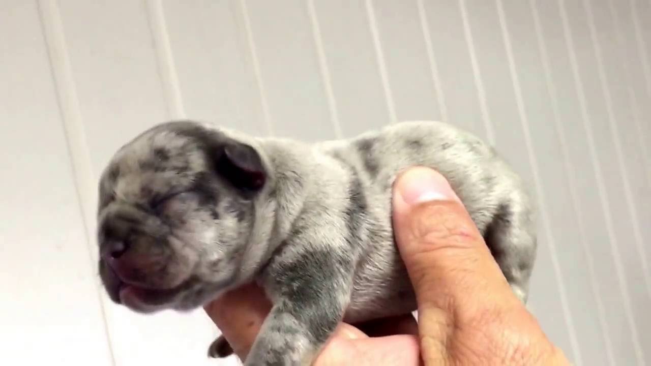 French Bulldog Silver Merle - YouTube