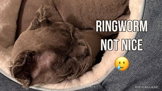 Ringworm not nice |my poor cat