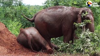 Elephants Rescued From The Circus Finally Taste Freedom @ProtectAllWildlife