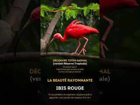 Découvre ton totem animal