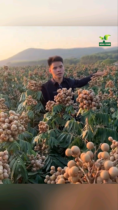 pemuda tampan panen buah kelengkeng
