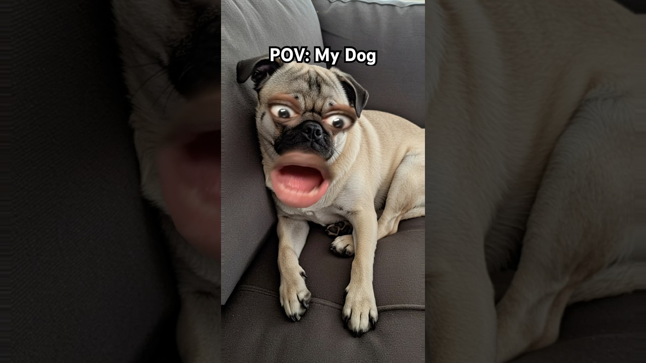 Точка зрения: Моя собака 