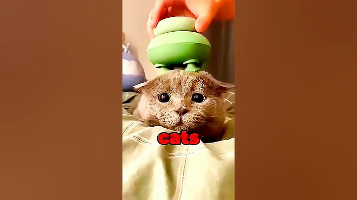 Video 10907341: cats kittens meowing compilation, cat meowing compilation funny, cat kitten animation meow, laugh funny cats compilation