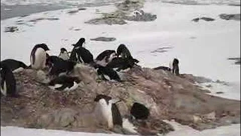 Adelie penguins in Antarctica
