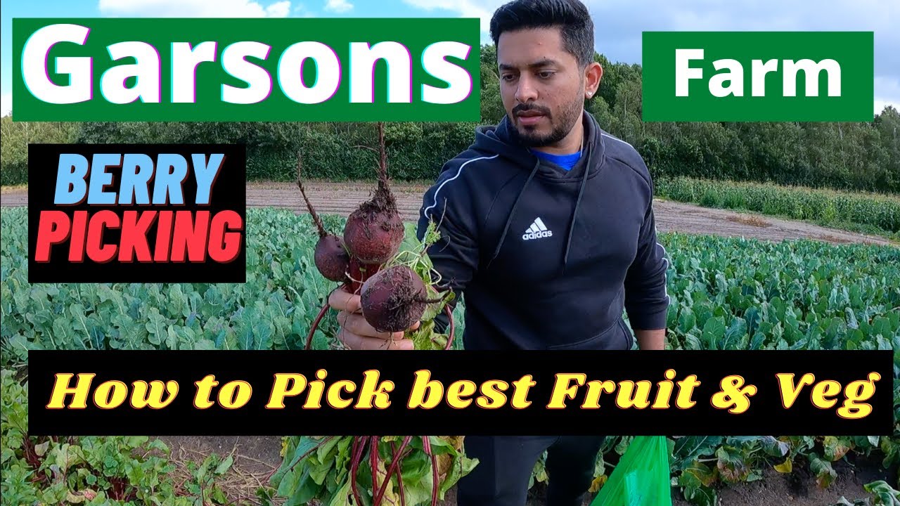 Garsons farm Berry picking UK best pick your own Farm Fruit & Vegetable Real Babar Khan