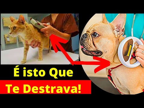 Vídeo: Dez Veterinários De Mentiras Brancas Contam Aos Clientes