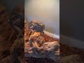 Arlo's Hornworm Feast: A Bearded Dragon's Delight #beardeddragon #reptiles #asmr #lizard