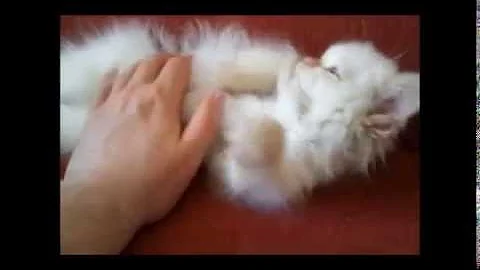Watch the video about Gizmo Cutiest Himalayan (Flame Point) Kitten, wakes up