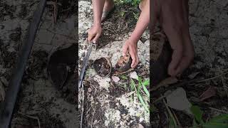 Tempurung Kelapa Isi Pedang Pusaka Emas mistis misteri pusakadayak mustika