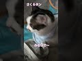 #おすすめ #さくらタン #かわいい #cat #みないで〜 #よだれかけwww