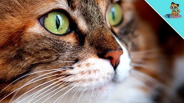 THIS Is How Cats Know YOU Are Sick!