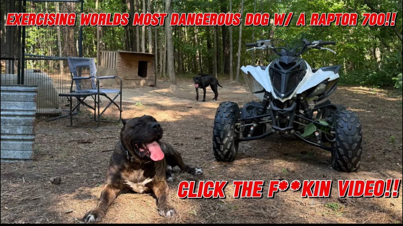 Dog Vs Raptor Vlog #319 EXERCISING THE WORLDS MOST DANGEROUS DOG BREED w/ A RAPTOR ...