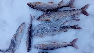 Ловля хариуса на большой реке с прикормкой. Хариус и чеснок . вид из под воды