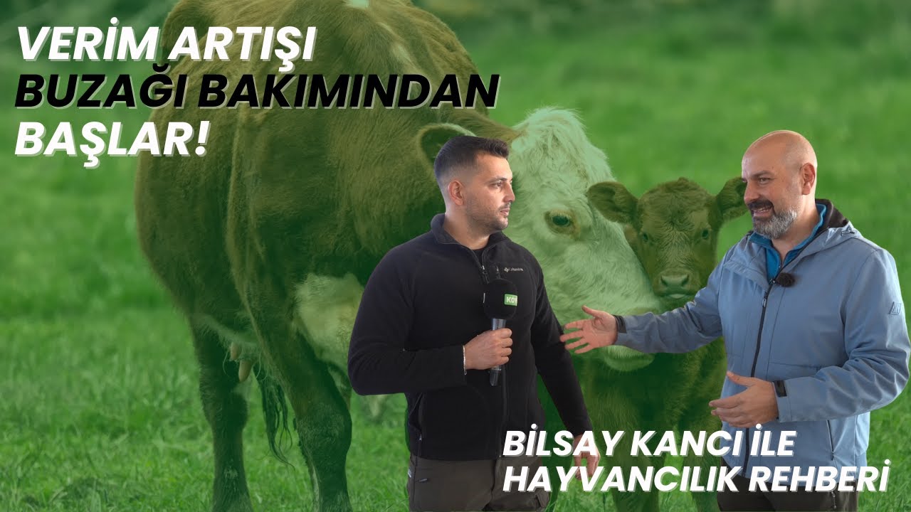 AMASYA / MERZİFON'DA BÜYÜKBAŞ HAYVANCILIK I HAYVANCILIK REHBERİ