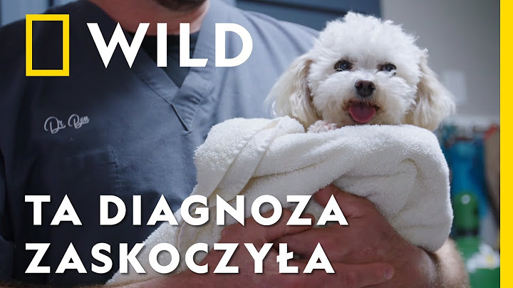 Wykryli u tego malucha bardzo rzadką chorobę, na którą zapadają… białe psy | Weterynarze z Nebraski