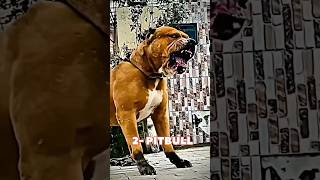 Top 5 Most powerful and Muscular Dog breeds in this world  #shorts #dog #dogs