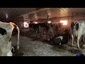 Feeding and milking cows