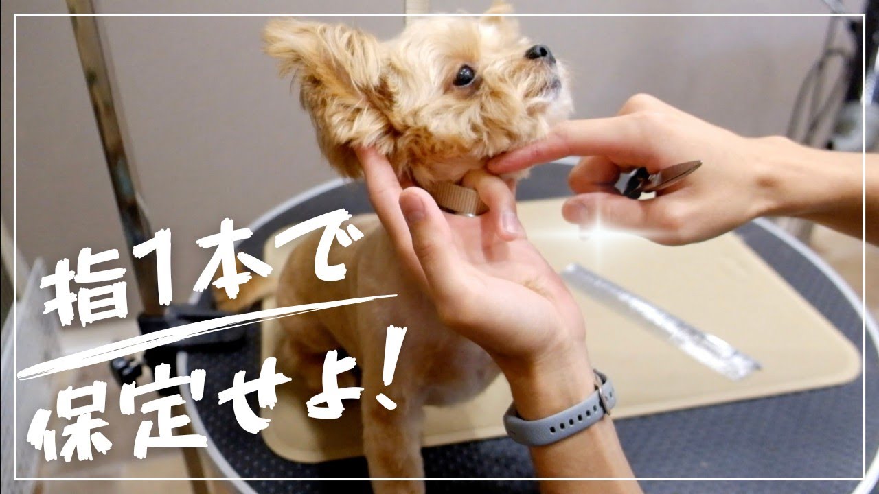 【音声解説】嫌がりさんの保定は指一本で！！