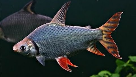 Cá phi phụng: chuyên gia vệ sinh bể