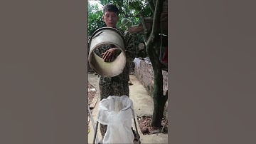 CÁCH BẮT RẮN HỔ MANG CỰC KÌ AN TOÀN #shorts