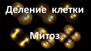 картинка: 9. Митоз (9 или 10-11 класс) - биология, подготовка к ЕГЭ и ОГЭ 2018