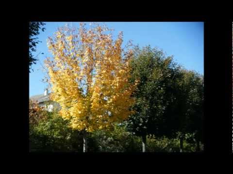 Eté Indien - Jo Dassin