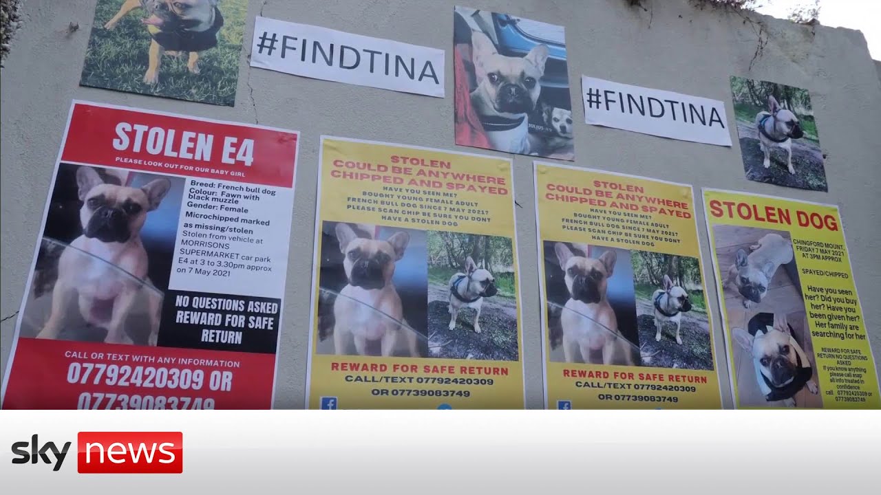 Pet theft will be classified as a criminal offence after 'worrying